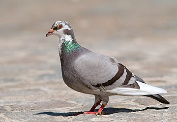 Pigeons